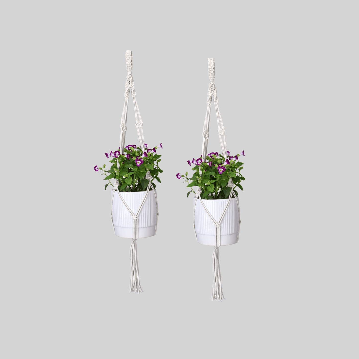 Macrame Cotton Plant Hanger | Stylish Indoor Decor - OIKO