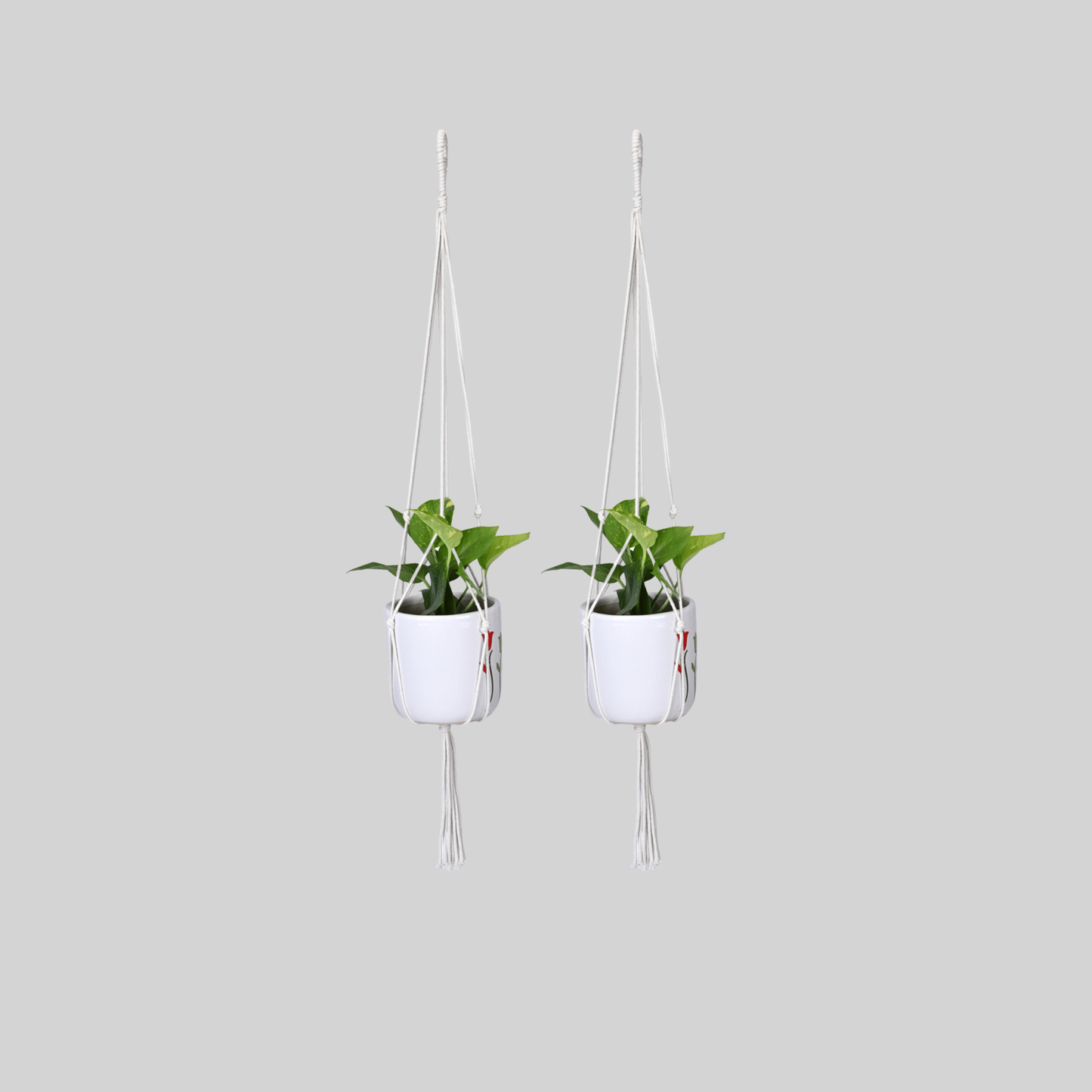 Macrame Cotton Plant Hanger | Stylish Indoor Decor - OIKO