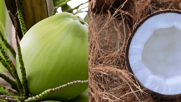 Why Coconut Coir Scrubs Are the Kitchen Upgrade You Didn’t Know You Needed - OIKO