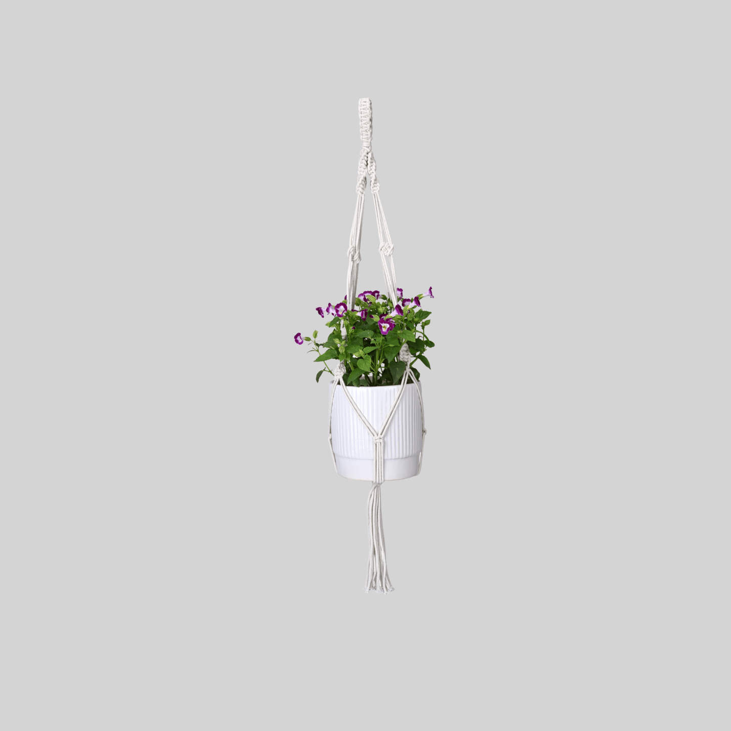 Macrame Cotton Assorted Plant Hanger pack of 3 | Stylish Indoor Decor - OIKO